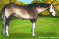 Horse Color:Brown Onyx Sabino Splash Appaloosa 