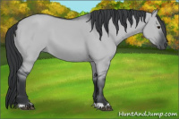 Horse Color:Grullo Chinchilla 