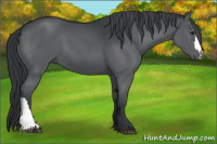 Horse Color:Black Chinchilla 