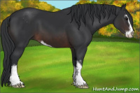 Horse Color:Brown Sabino 