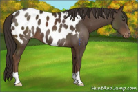 Horse Color:Liver Chestnut Appaloosa 