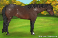 Horse Color:Brown 