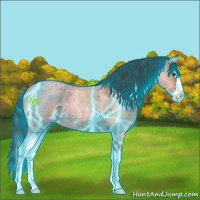 Horse Color:Thunderstruck Bay Roan Dun Sabino Splash 