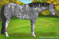 Horse Color:Black Ice 