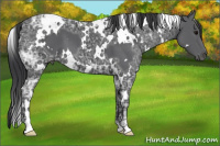Horse Color:White Spotted Black Ice 