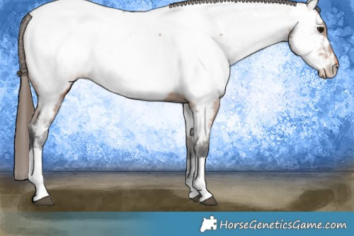 Horse Color:Bay Tobiano Appaloosa 