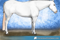 Horse Color:Bay Tobiano Appaloosa 