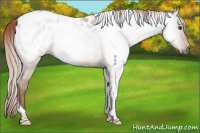 Horse Color:Gray Red Dun Tobiano Appaloosa Rabicano