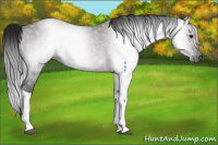Horse Color:Gray Grullo Rabicano 