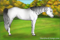 Horse Color:Gray Grullo Varnish Rabicano 