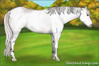 Horse Color:Gray Silver Bay Dun Splash Tobiano 