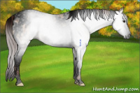 Horse Color:Gray Void Red Dun Splash Tobiano Appaloosa 