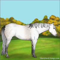 Horse Color:Gray Bay Dun Rabicano 