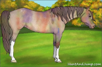 Horse Color:Nacre Bay Dun Appaloosa Rabicano 