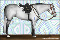 Horse Color:Gray Void Silver Amber Champagne Splash Tobiano Appaloosa Rabicano 