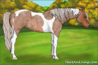 Horse Color:Silver Bay Roan Tobiano 