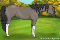 Horse Color:Grullo 