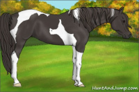 Horse Color:Smoky Black Tobiano 
