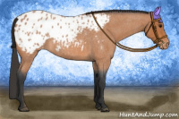 Horse Color:Bay Roan Appaloosa 