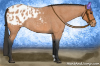 Horse Color:Bay Roan Appaloosa 