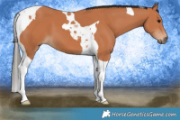 Horse Color:Bay Tobiano 