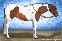 Horse Color:Bay Tobiano 