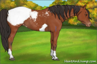 Horse Color:Brown Tobiano Appaloosa Rabicano 