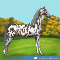Horse Color:Brown Tobiano Appaloosa Rabicano 