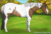 Horse Color:Buckskin Tobiano Appaloosa Rabicano 