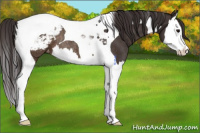 Horse Color:Buckskin Splash Tobiano Appaloosa Rabicano 