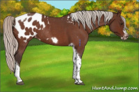 Horse Color:Silver Brown Roan Tobiano Frame Appaloosa Rabicano 