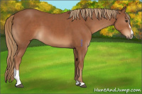 Horse Color:Chestnut Sabino