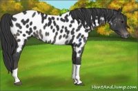 Horse Color:Black Tobiano Near Leopard 