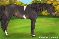 Horse Color:Smoky Black Tobiano 