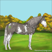 Horse Color:White Spotted Silver Grullo Splash Rabicano 