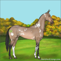 Horse Color:White Spotted Bay Dun Rabicano 