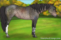 Horse Color:Platinum Buckskin 