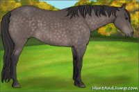 Horse Color:Platinum Buckskin 