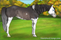 Horse Color:Platinum Buckskin Splash 