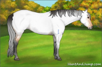Horse Color:Gray Buckskin Near Fewspot 