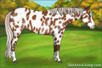 Horse Color:White Spotted Silver Buckskin Splash Appaloosa 