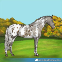 Horse Color:White Spotted Silver Buckskin Blanket