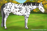 Horse Color:Brown Splash Appaloosa 