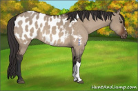 Horse Color:Brown Dun Appaloosa 