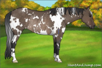 Horse Color:White Spotted Brown Dun Rabicano 