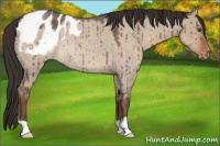 Horse Color:Liver Red Dun Roan Appaloosa Rabicano Brindle 