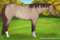 Horse Color:Chocolate Buckskin Roan Dun Rabicano 