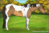 Horse Color:Buckskin Tobiano 