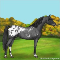 Horse Color:Blue Roan Appaloosa 