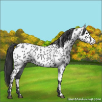 Horse Color:Blue Roan Appaloosa 